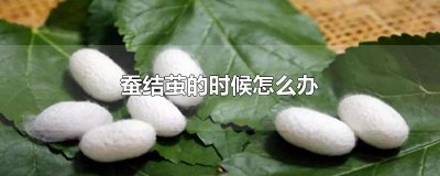 ​蚕结茧的时候怎么办