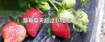 ​草莓夏天超过30度怎么办