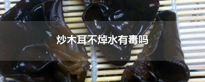 ​炒木耳不焯水有毒吗