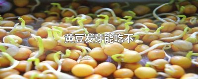 ​黄豆发芽能吃不