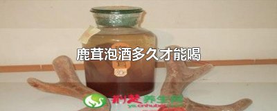 ​鹿茸泡酒多久才能喝