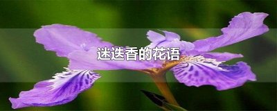 ​迷迭香的花语