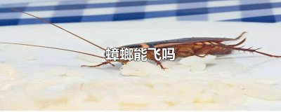 ​蟑螂能飞吗