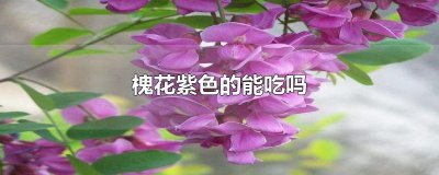 ​槐花紫色的能吃吗