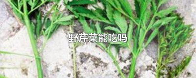 ​野芹菜能吃吗