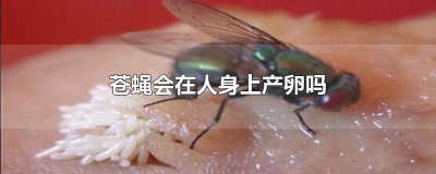 ​苍蝇会在人身上产卵吗