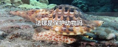 ​法螺是保护动物吗