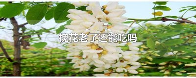 ​槐花老了还能吃吗