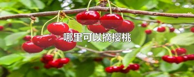 ​哪里可以摘樱桃