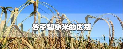 ​谷子和小米的区别