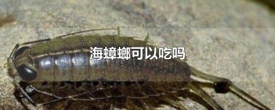 ​海蟑螂可以吃吗