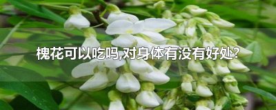 ​槐花可以吃吗,对身体有没有好处?