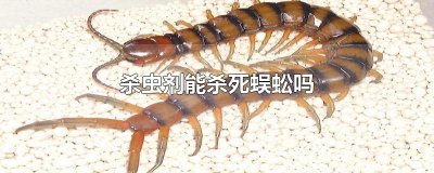 ​杀虫剂能杀死蜈蚣吗