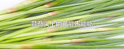 ​蒜苔头上的苗能不能吃