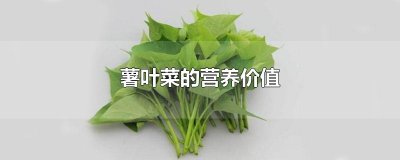 ​薯叶菜的营养价值