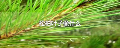 ​松柏叶子像什么