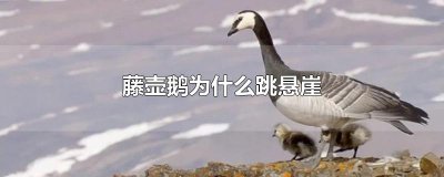 ​藤壶鹅为什么跳悬崖