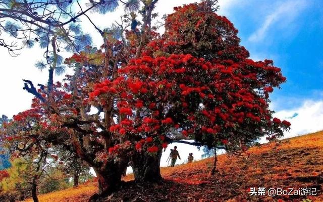 怒江州旅游景点排名前十（到云南怒江旅游必去的11大景点）(14)