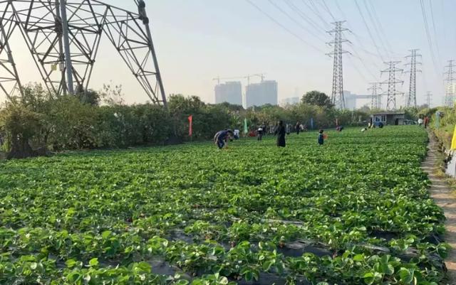 广州周边亲子游玩景点推荐一日游（广州这14个亲子出游秘境）(7)