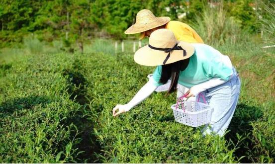 惠东旅游景点介绍（乡村旅游攻略之惠东篇）(13)