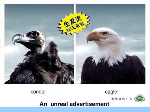 eagle是什么意思（eagle单词介绍）