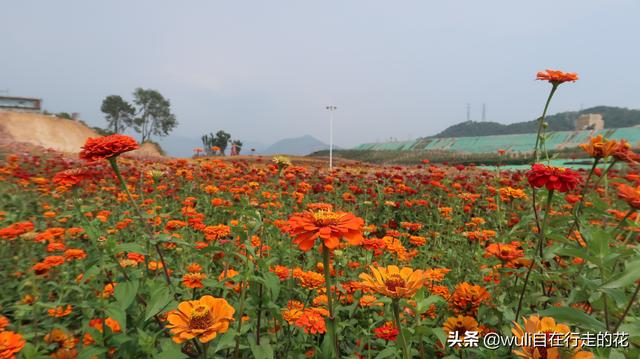 龙岩3天两晚旅游（龙岩新罗区一日一夜旅行攻略）(35)