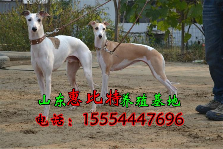 惠比特犬优点和缺点是什么（惠比特犬优点和缺点介绍）