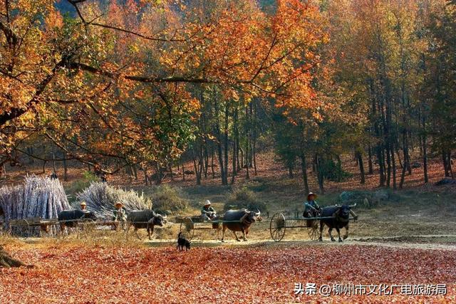 柳州旅游攻略必去景点推荐一日游（秋游柳州国庆不必远行）(20)