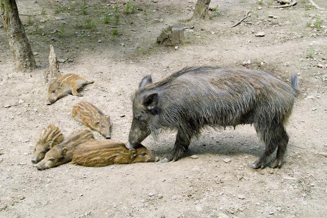 野猪伤人事件汇总（400斤野猪袭击人人猪矛盾加剧）(5)