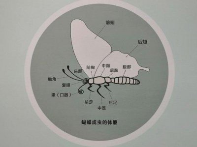 ​蝴蝶辨别食物味道用的是哪个部位（蚂蚁庄园课堂答案）