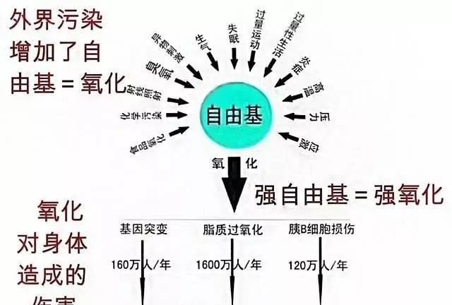 身体自由基指什么