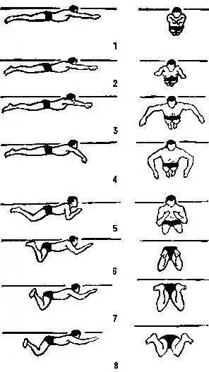 蛙泳的基本要领是什么