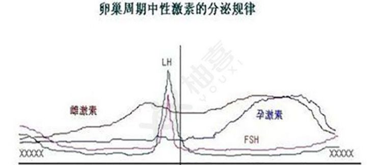 荷尔蒙是什么意思