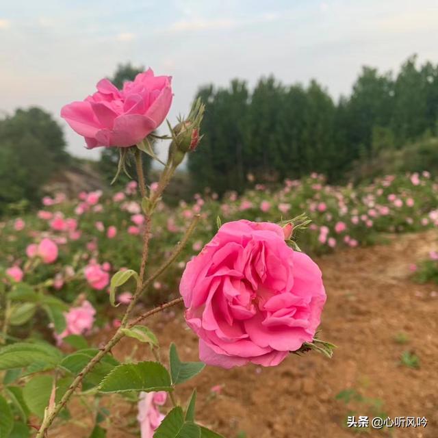 大马士革玫瑰精油哪个好（大马士革玫瑰精油）(1)