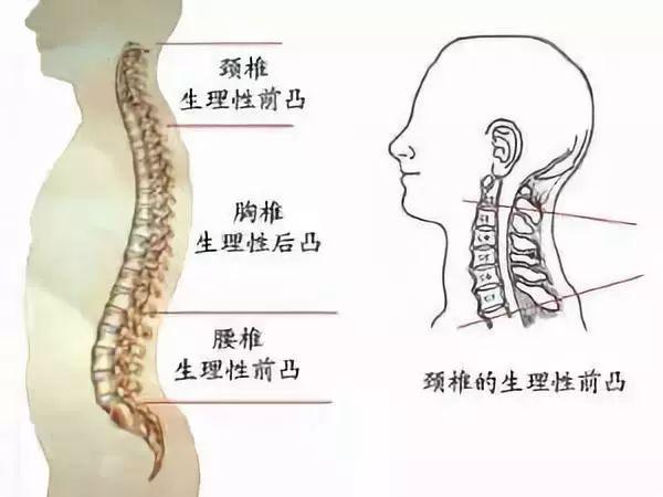 什么样的枕头又健康又放心用 枕头你选对了吗(3)