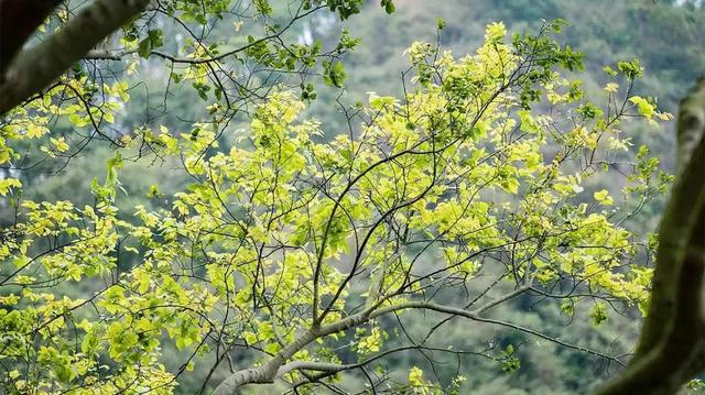 西丽小镇（这里是西丽）(11)