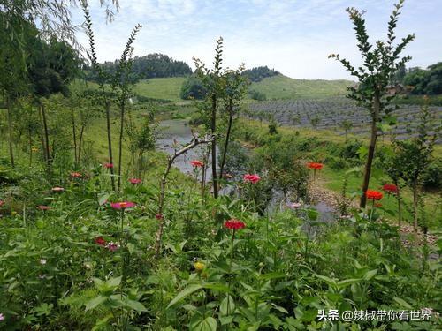 眉山风土人情特征（北纬三十度东坡故乡眉山）(17)