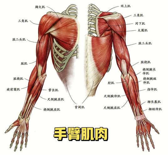 手臂各个肌肉分布（手臂主要肌肉作用详解）