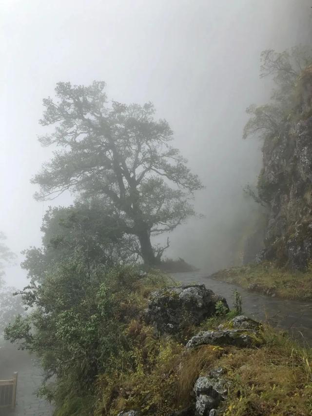 大理宾川鸡足山景区旅游攻略（11月免费的大理宾川鸡足山）(14)