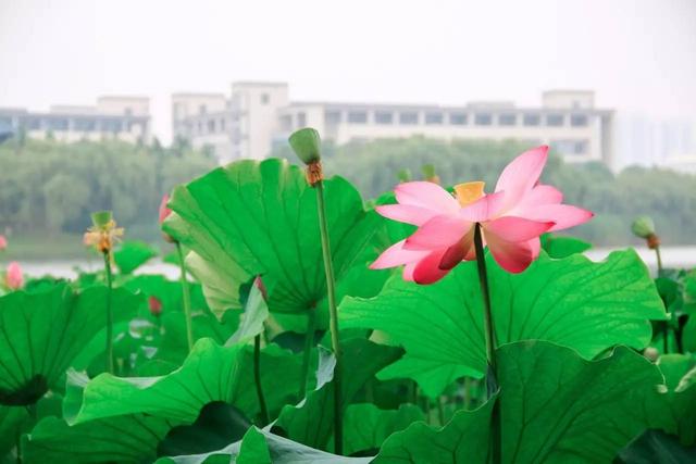 你还记得西子湖畔的夏雨荷吗（夏日江南何处去）(15)