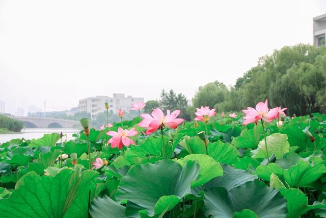 你还记得西子湖畔的夏雨荷吗（夏日江南何处去）(14)