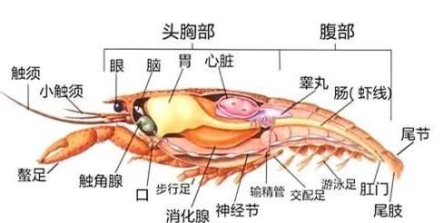 小龙虾公母都有虾黄吗，最近正是吃小龙虾的季节，小龙虾的头、虾黄到底能不能吃？图1