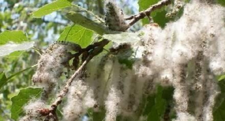 植物是怎么传播种子的，植物怎么传播种子，比喻手法？图7