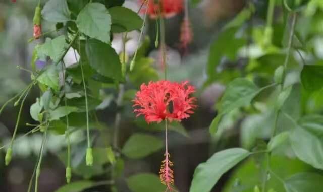 端午节祝福，端午节祝福语美篇？图3