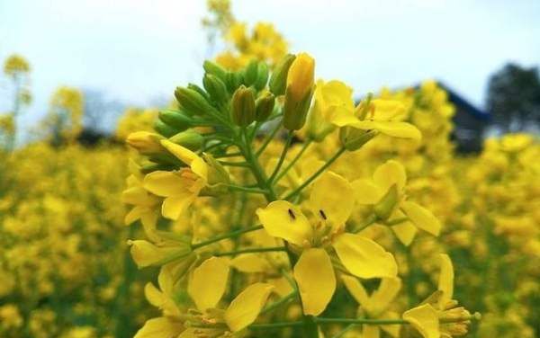 油菜花什么时候开,油菜花什么时候开花图1