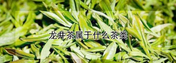 龙井茶是绿茶,龙井茶是绿茶还是红茶图2