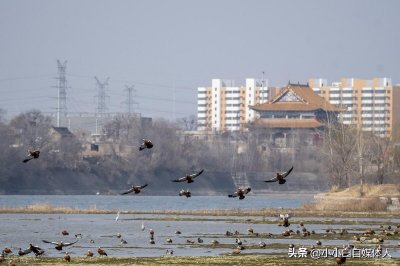 ​山城区属于哪个市(山城区有几个乡镇)