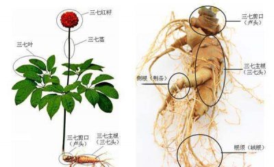 ​剪口三七和不剪口区别图片,三七20头无剪口是什么意思