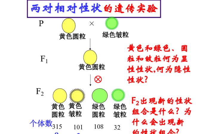 基因的自由组合和交叉互换各发生在什么时期