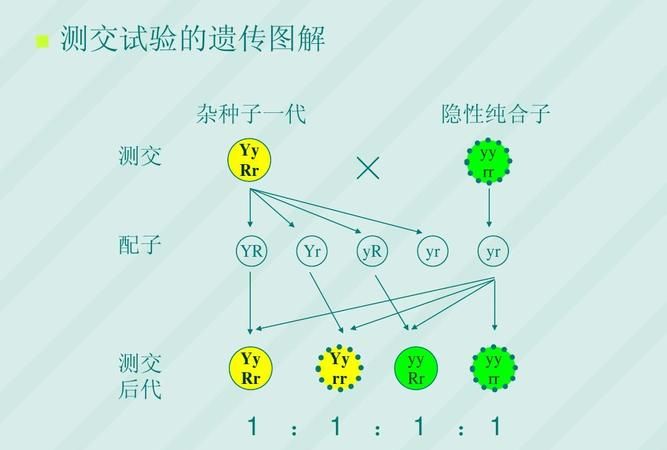 自由组合定律发生在减数什么时期